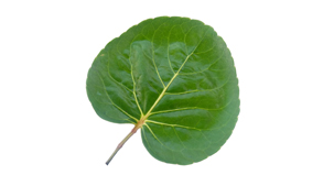 Aralia
