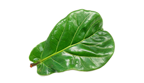 Ficus