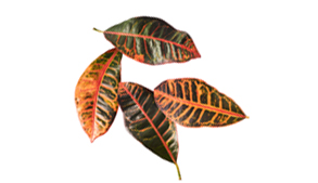 Piante a lunga coltivazione