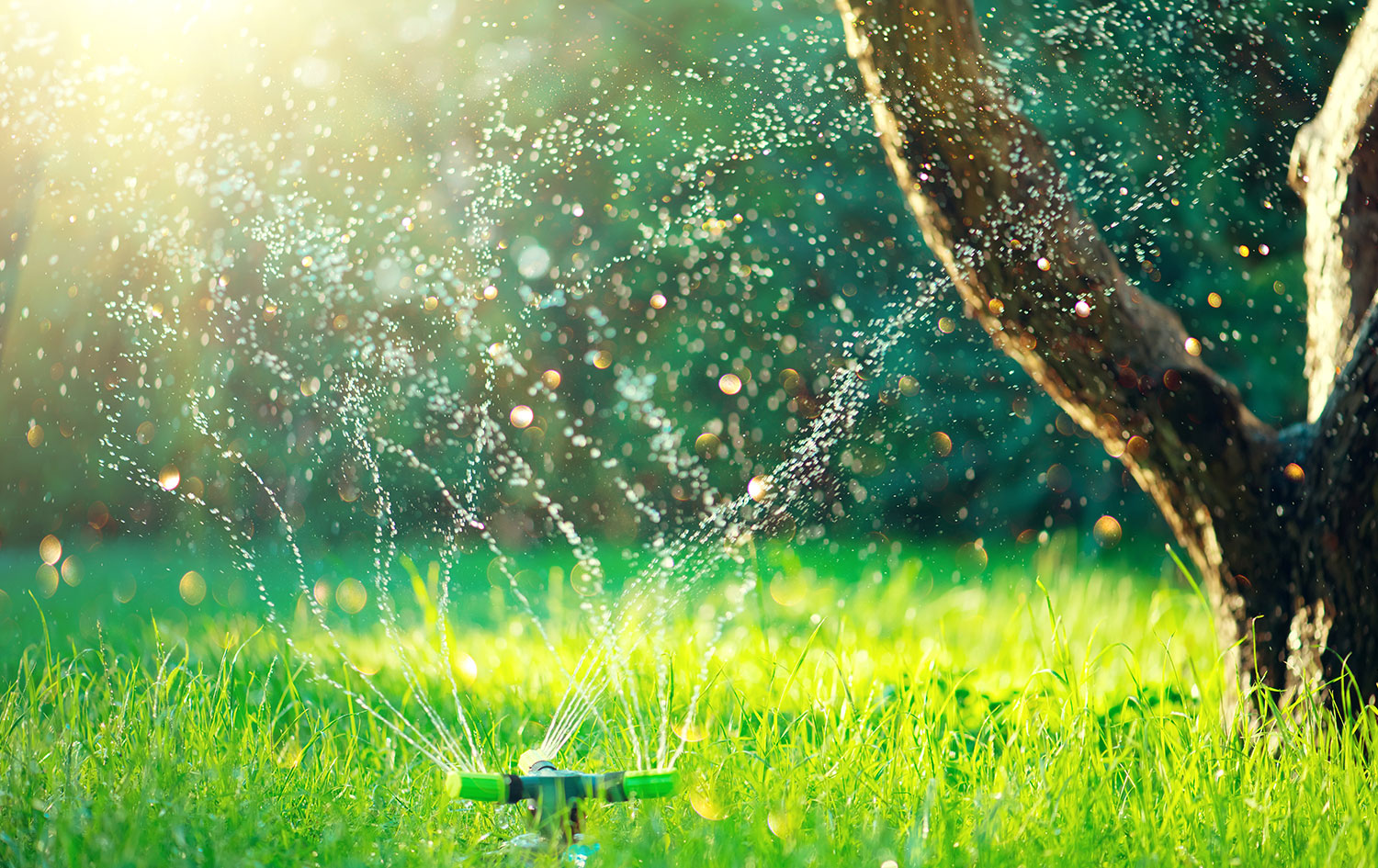 Il giardino durante le vacanze