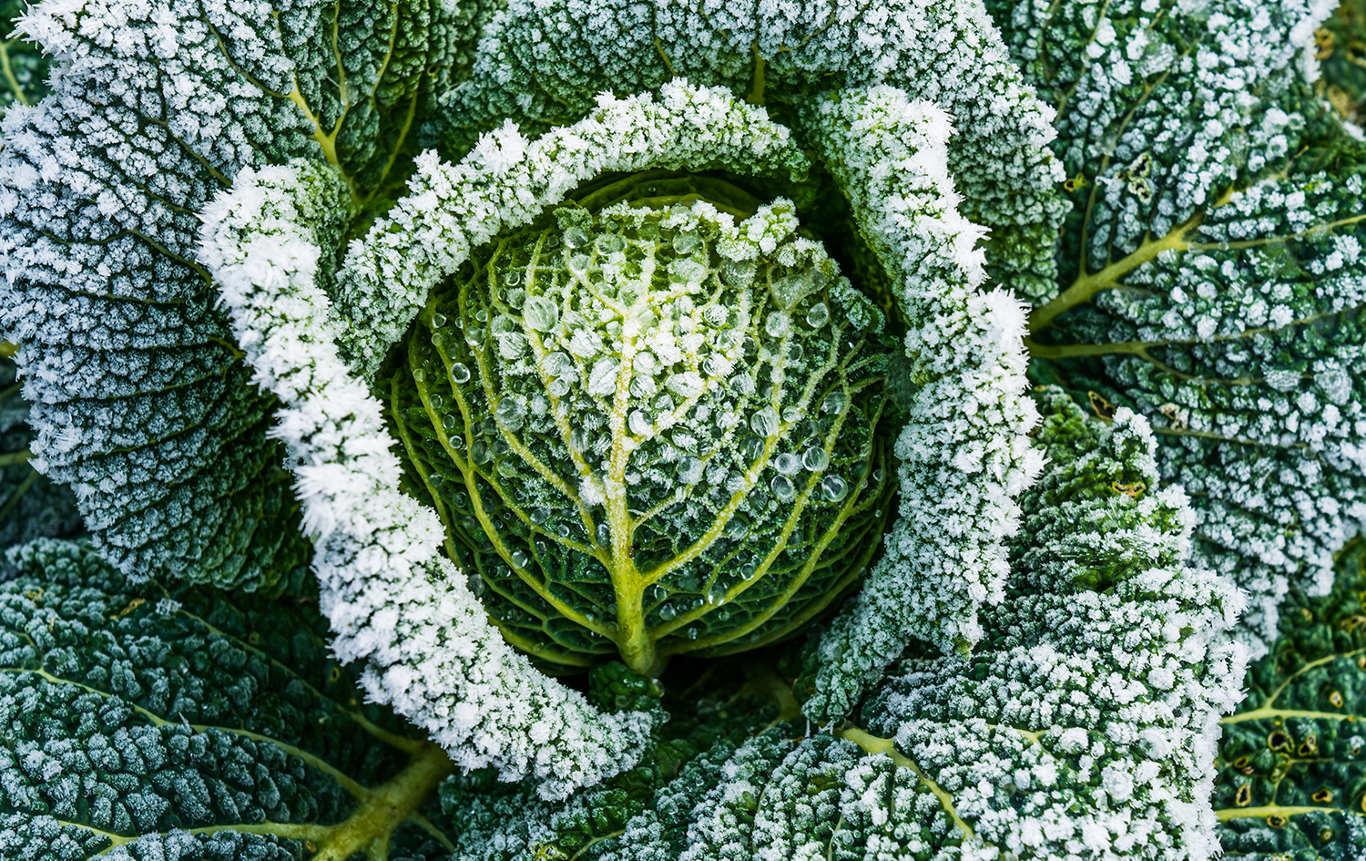 La cura del giardino e dell'orto a gennaio