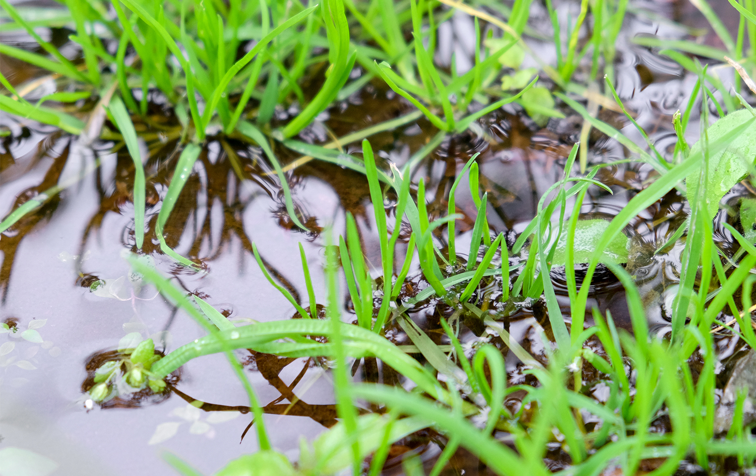 Siccità o piogge continue: come comportarsi con il nostro giardino