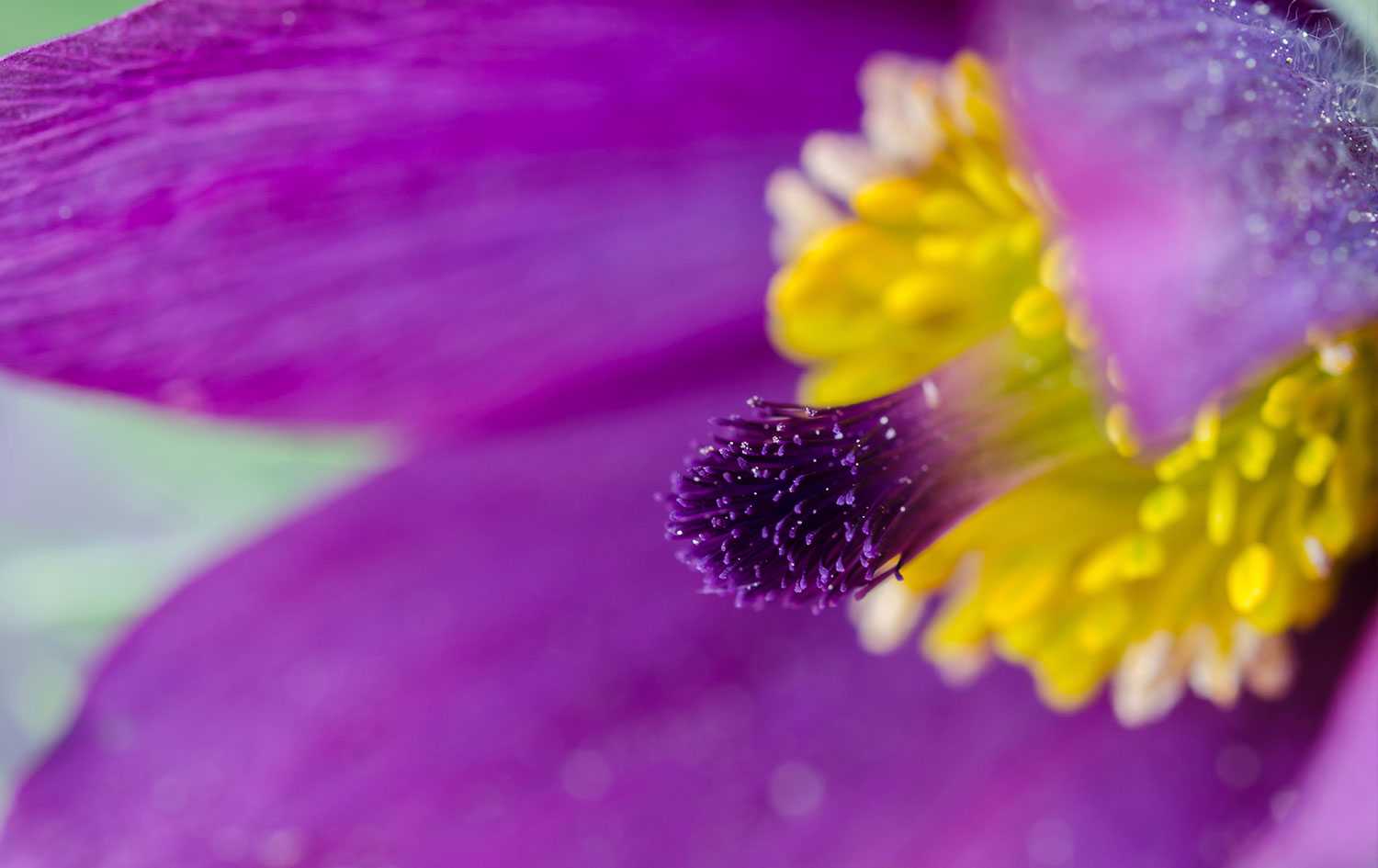 Regala fiori e piante per la Pasqua