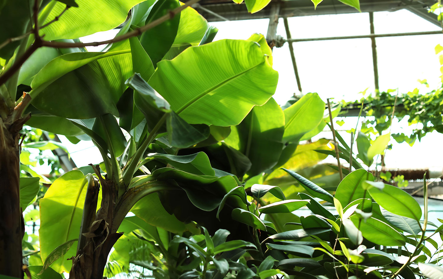 Ingrosso Piante Busto Arsizio