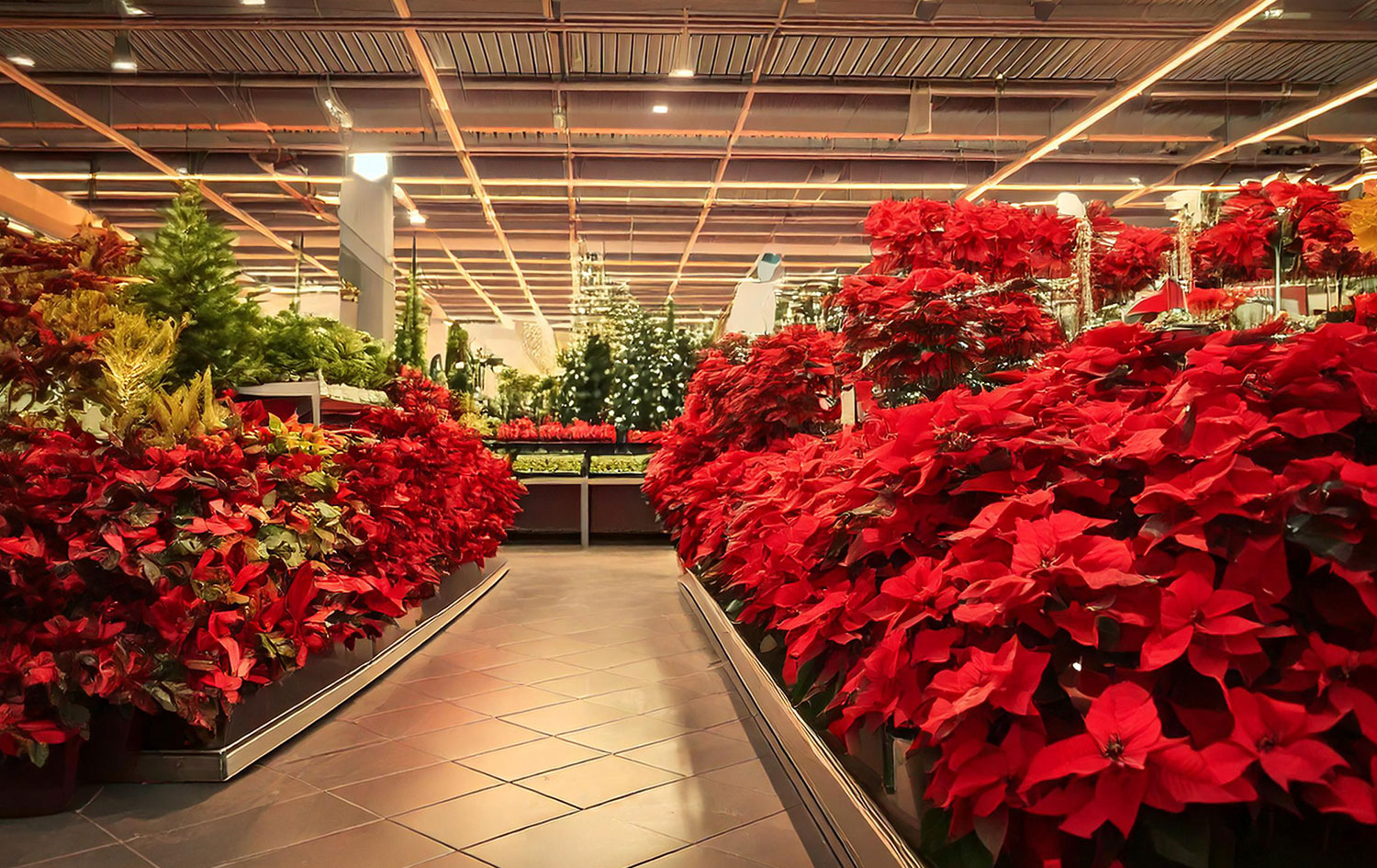 Che piante scegliere per Natale: guida alla Decorazione Invernale