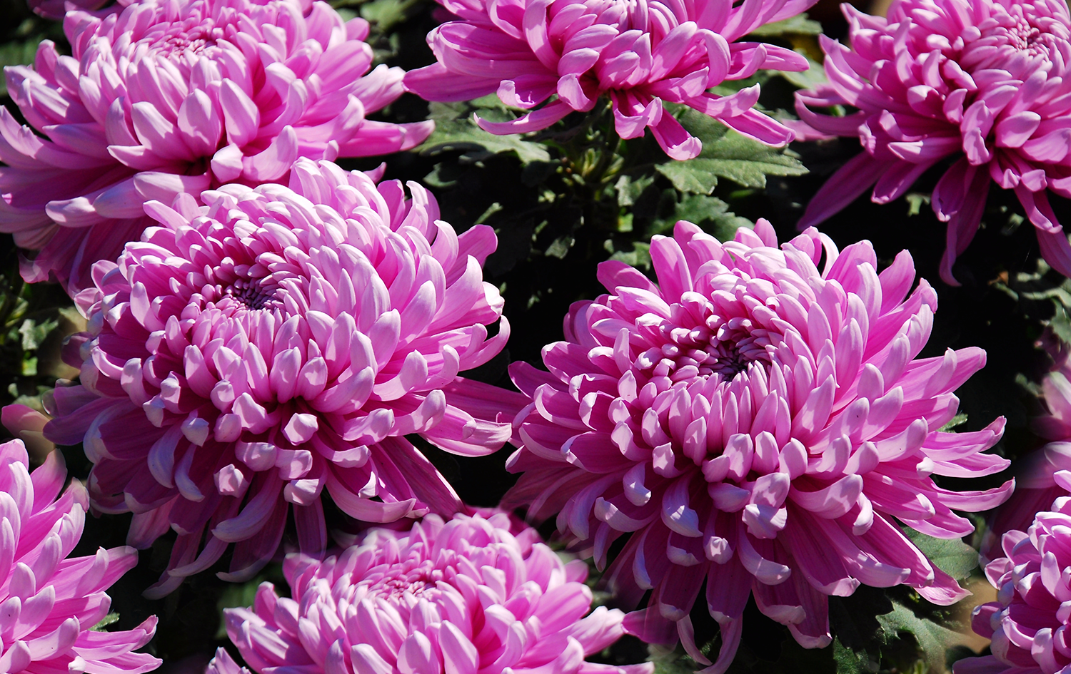 Piante e Fiori a Novembre: acquista all'Ingrosso