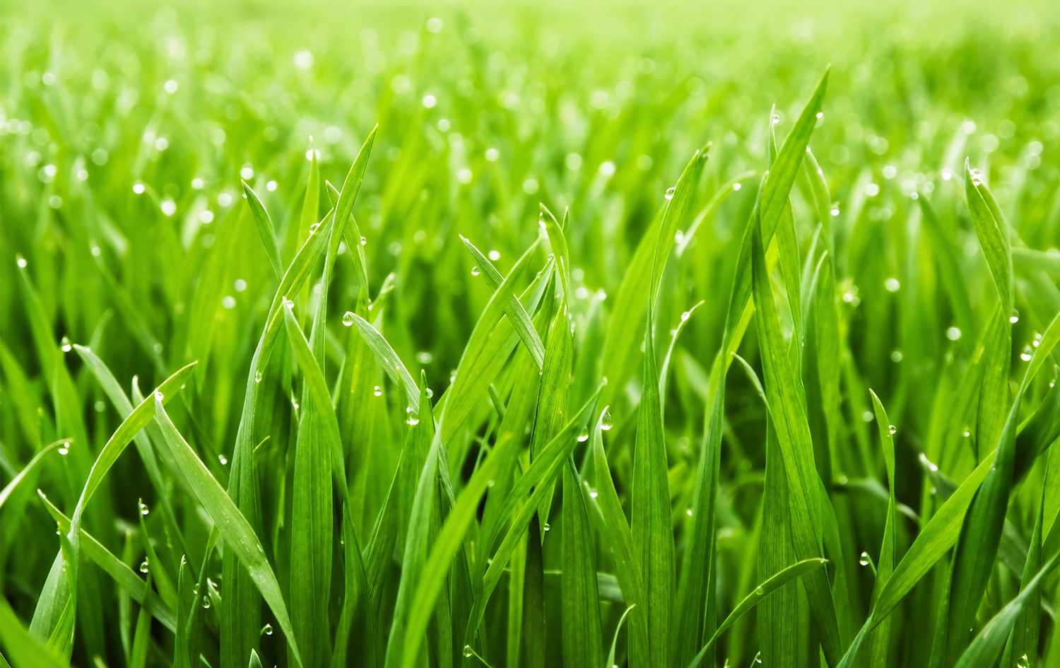 Seminare il prato: come scegliere l'erba