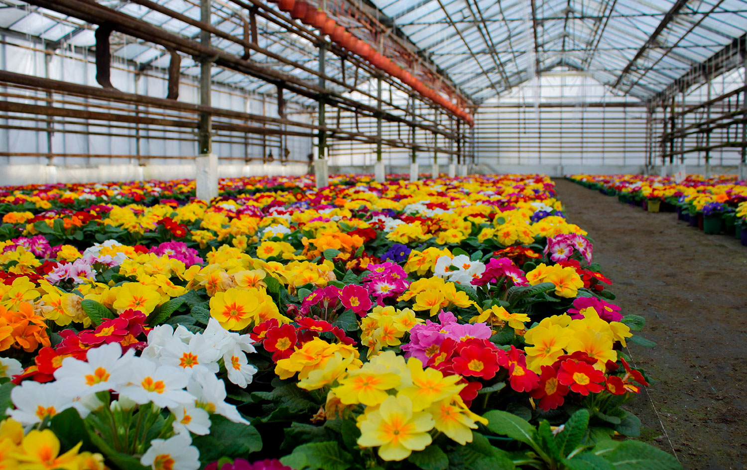 Fiori invernali da giardino: come avere un giardino fiorito anche a febbraio