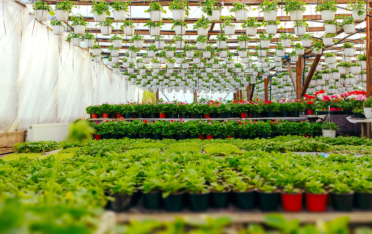 Ingrosso piante da interno primaverili: guida completa per rivenditori 2025